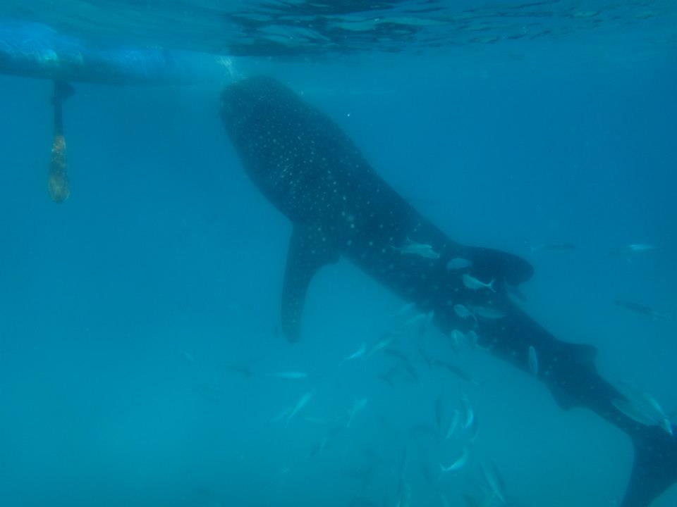 Normal bir balıkla olan boy farkına bakın