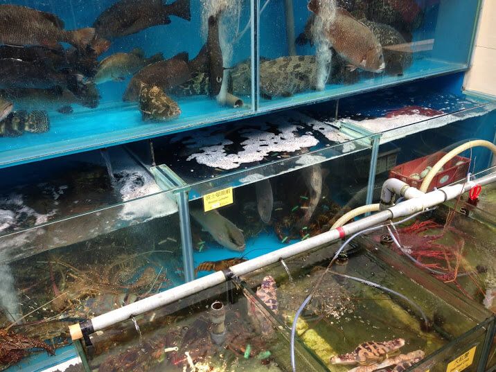 Lamma adası  balıklar